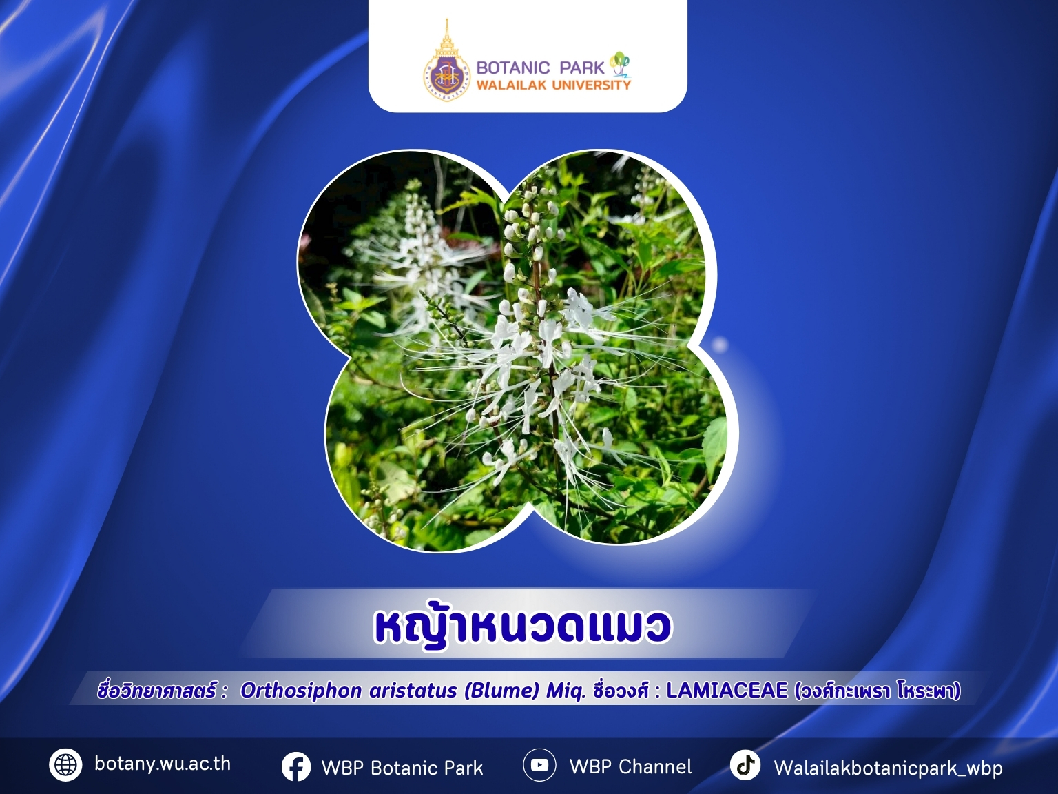 หญ้าหนวดแมว…สมุนไพรพื้นบ้านเพื่อสุขภาพไต