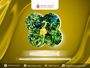 เสลดพังพอนตัวผู้…สมุนไพรใช้ภายนอกยอดนิยม