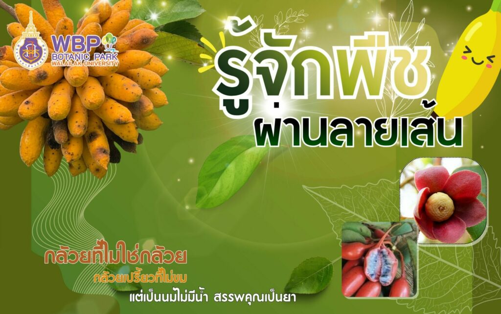 รู้จัดพืชผ่านลายเส้น