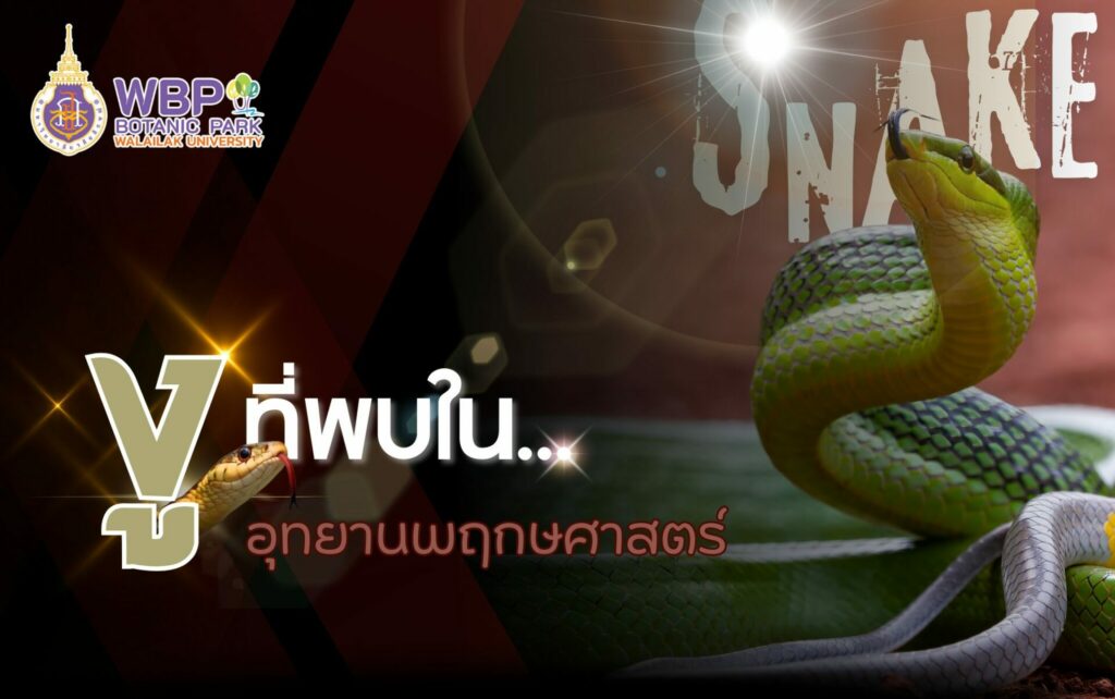 งู ที่พบใน…อุทยานพฤกษศาสตร์