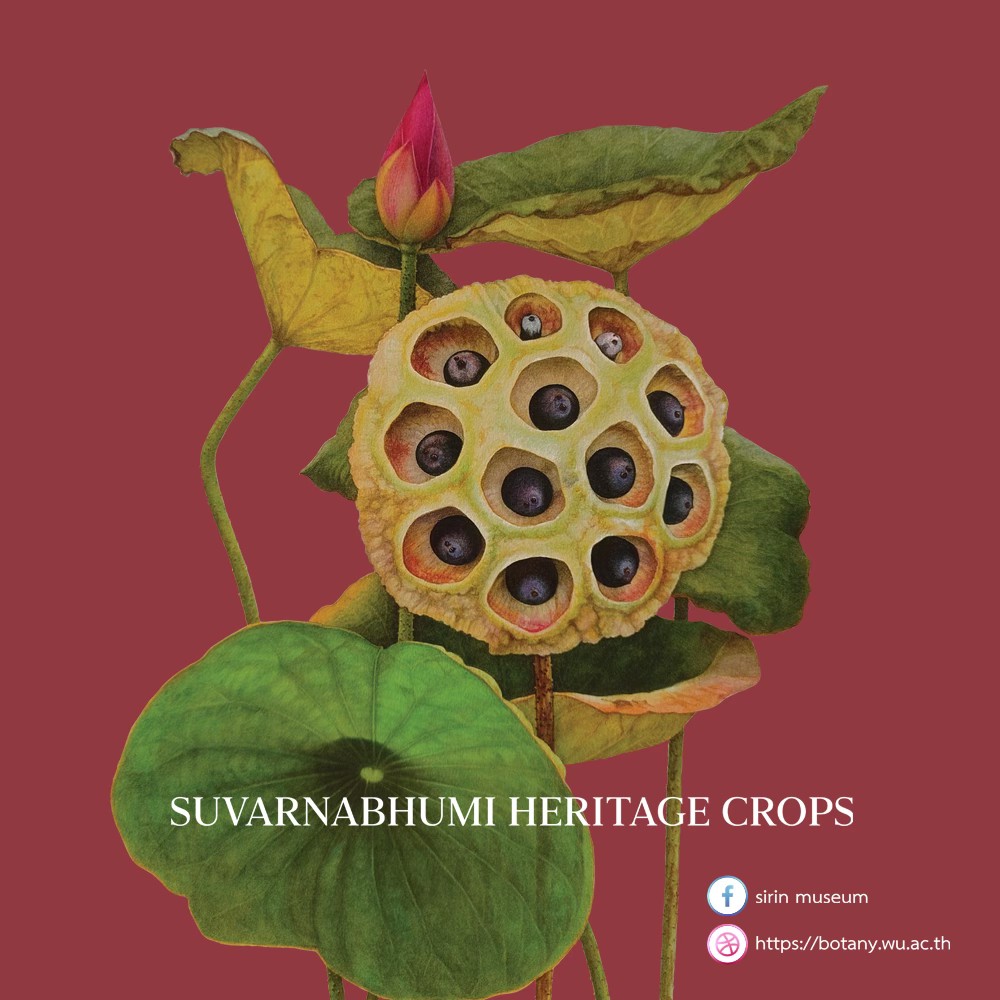 SIRIN MUSEUM เปิดนิทรรศการภาพวาดพฤกษศิลป์ “มรดกพืชพรรณธัญญาหารของชาวสุวรรณภูมิ” ชวนชมผลงานระดับนานาชาติจากเวที Botanical Art Worldwide 2025