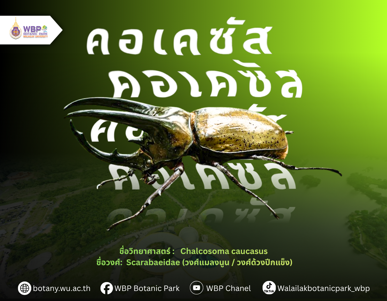 รู้จักด้วงกว่างสามเขาคอเคซัส ด้วงยักษ์ที่พบในนครศรีธรรมราช