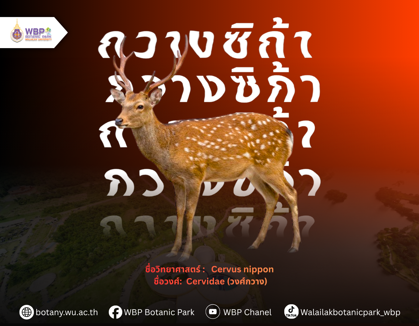 “กวางซิก้า” กวางลายจุดที่พบชมได้ในอุทยานพฤกษศาสตร์ มวล.