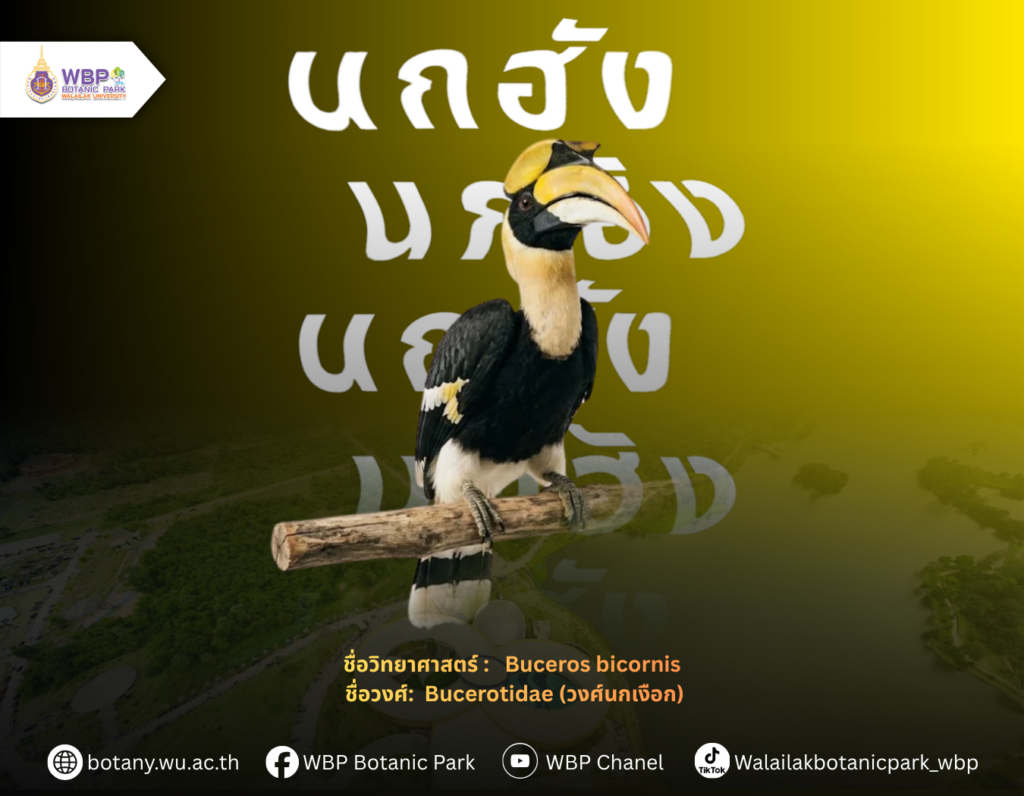 รู้จัก “นกฮัง” นกเงือกยักษ์ สัญลักษณ์ที่ผูกพันกับมหาวิทยาลัยวลัยลักษณ์