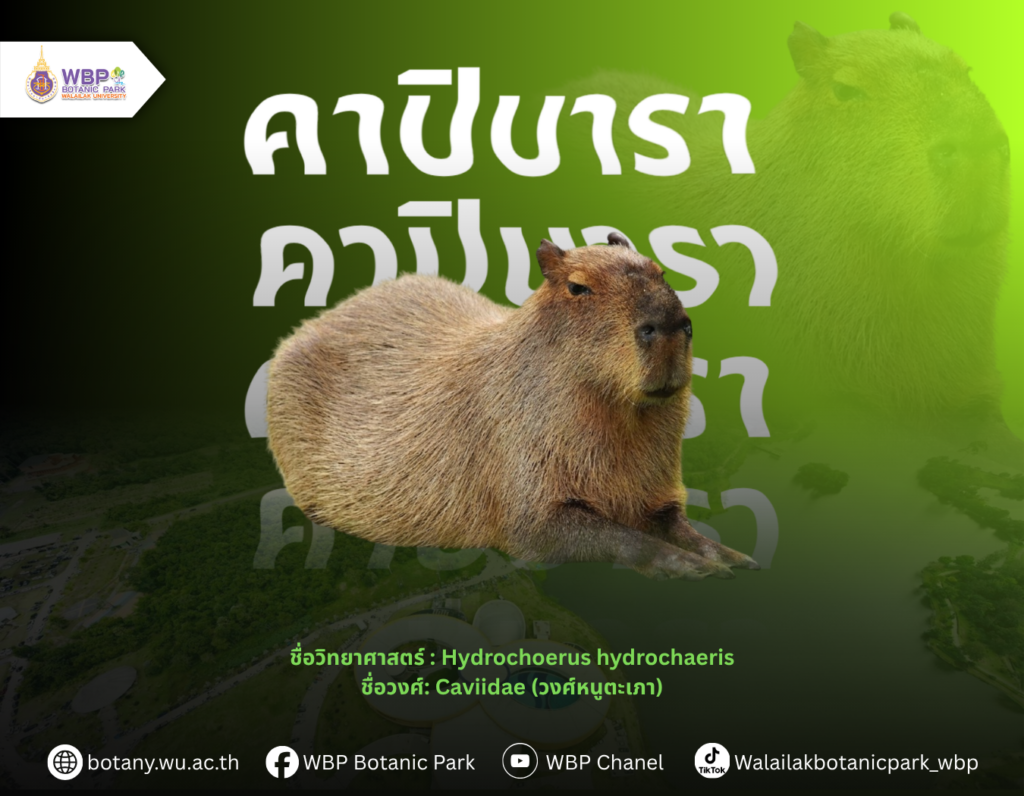 รู้จัก “คาปิบารา” สัตว์ฟันแทะใหญ่ที่สุดในโลก ขวัญใจคนรักสัตว์