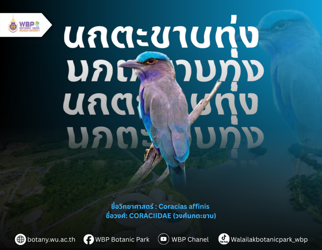 รู้จัก “นกตะขาบทุ่ง” นกสีสวยที่พบได้ในมหาวิทยาลัยวลัยลักษณ์