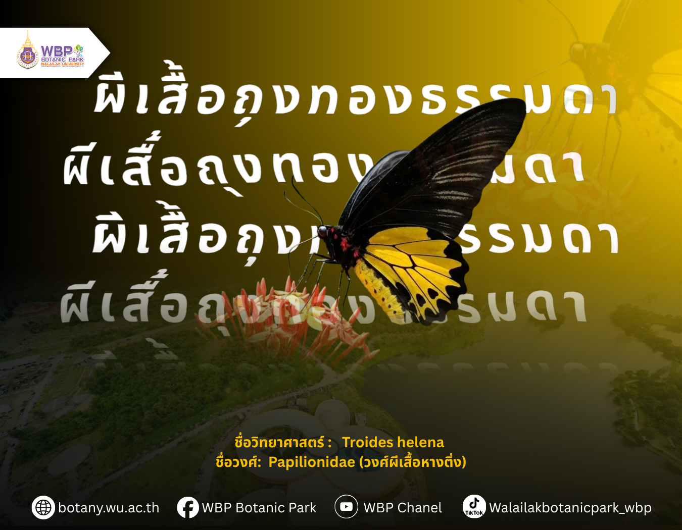 รู้จัก “ผีเสื้อถุงทองธรรมดา” ผีเสื้อปีกทองที่พบได้ในอุทยานพฤกษศาสตร์ มวล.