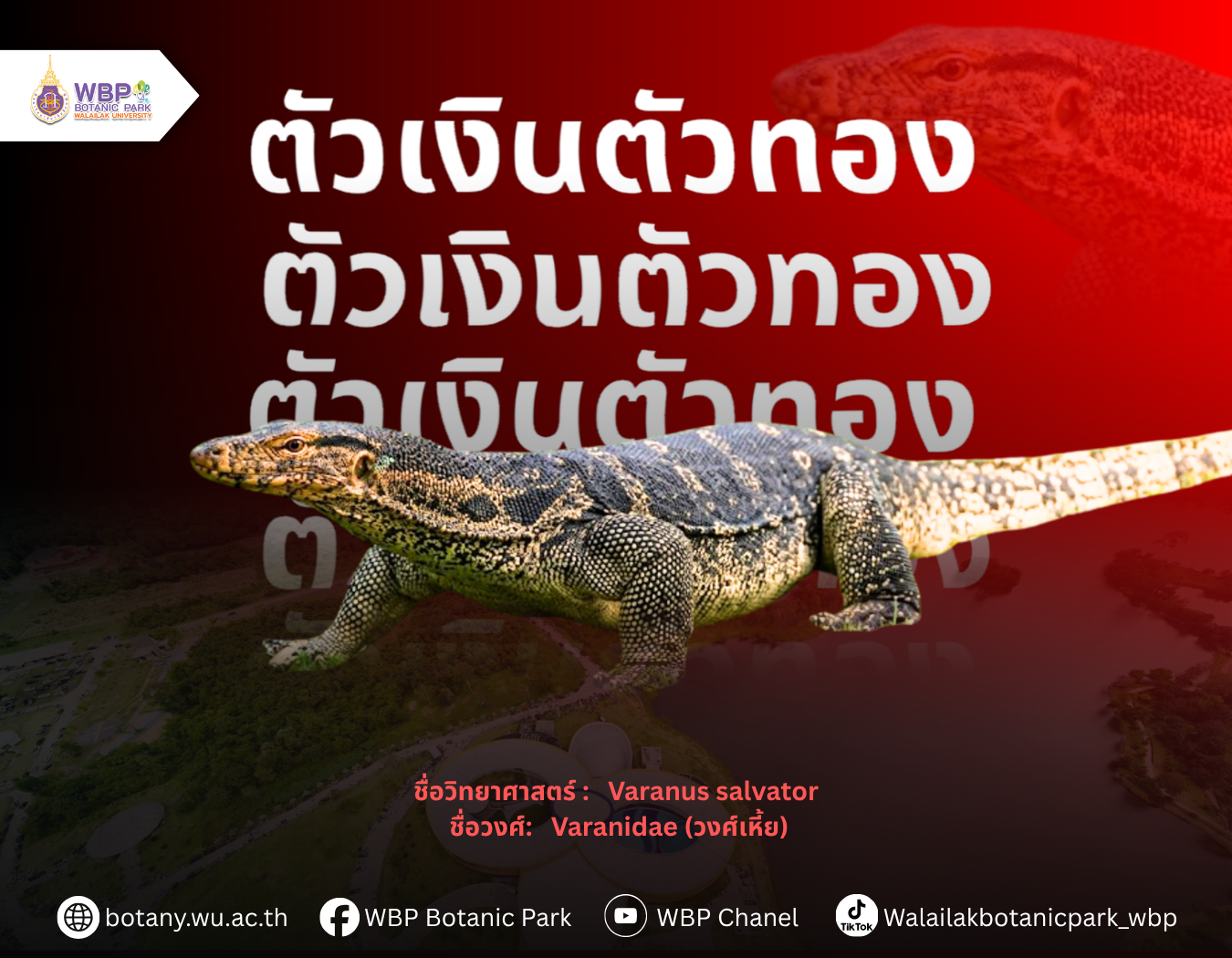 ตัวเงินตัวทอง หรือ Water Monitor สัตว์เลื้อยคลานที่สามารถพบได้ในมหาวิทยาลัย