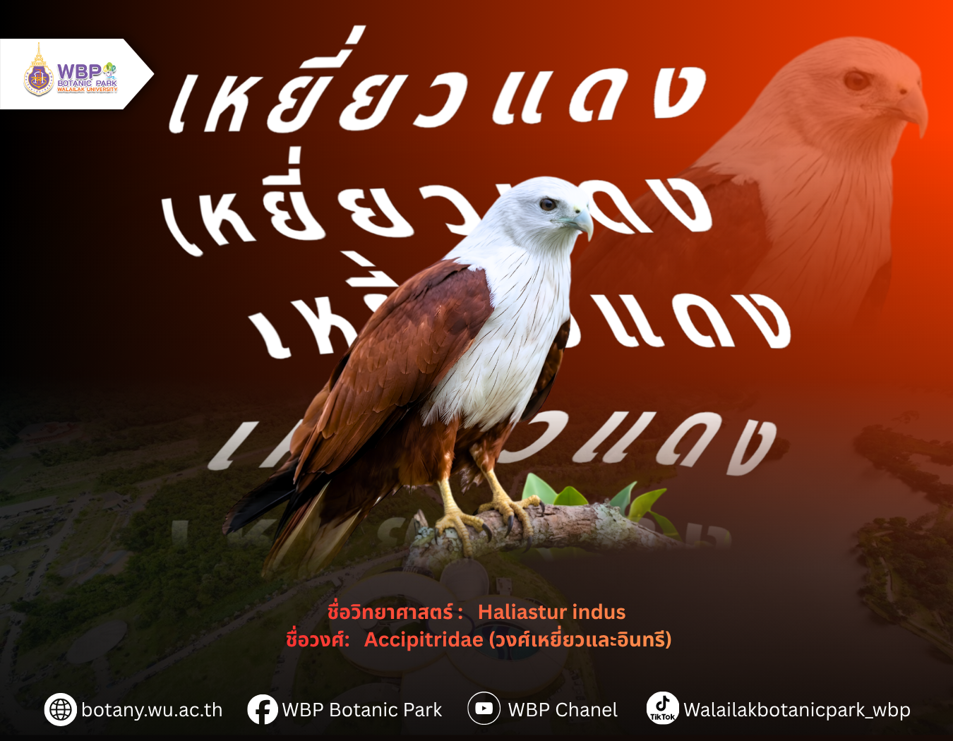 เหยี่ยวแดง หรือ Brahminy Kite นกล่าเหยื่อที่สามารถพบได้ในมหาวิทยาลัยวลัยลักษณ์และอุทยานพฤกษศาสตร์