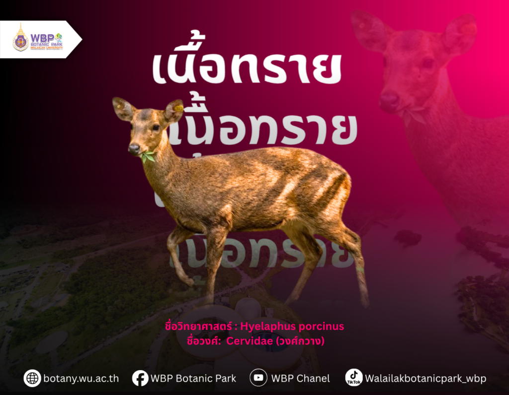 รู้จัก “เนื้อทราย” สัตว์ที่ชมได้จากหอชมฟ้า อุทยานพฤกษศาสตร์ มวล.