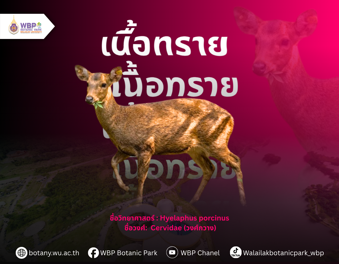 รู้จัก “เนื้อทราย” สัตว์ที่ชมได้จากหอชมฟ้า อุทยานพฤกษศาสตร์ มวล.
