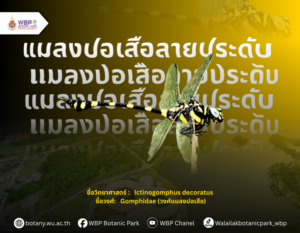 รู้จัก “แมลงปอเสือลายประดับ” แมลงปอสีสวยที่พบได้ในมหาวิทยาลัยวลัยลักษณ์