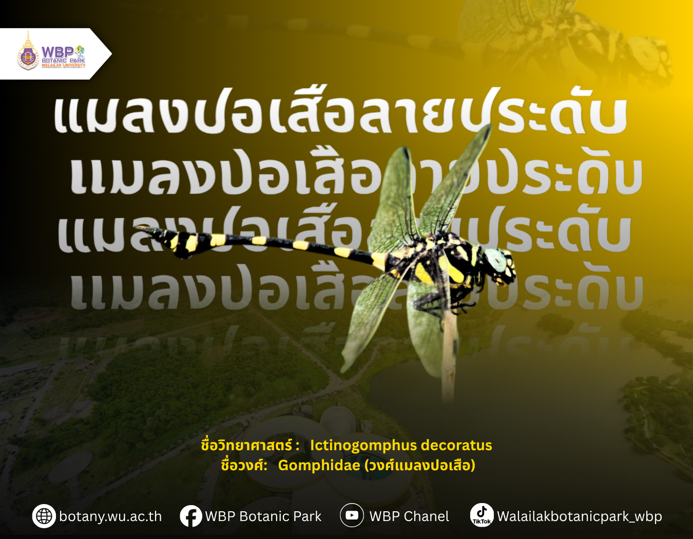 รู้จัก “แมลงปอเสือลายประดับ” แมลงปอสีสวยที่พบได้ในมหาวิทยาลัยวลัยลักษณ์