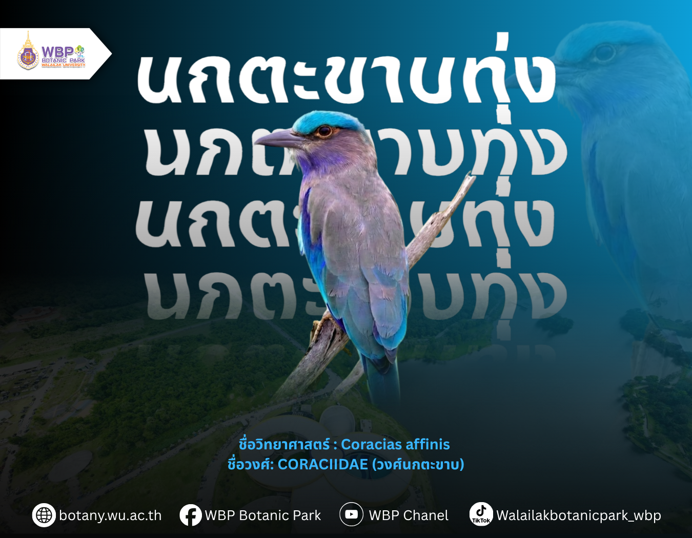 รู้จัก “นกตะขาบทุ่ง” นกสีสวยที่พบได้ในมหาวิทยาลัยวลัยลักษณ์