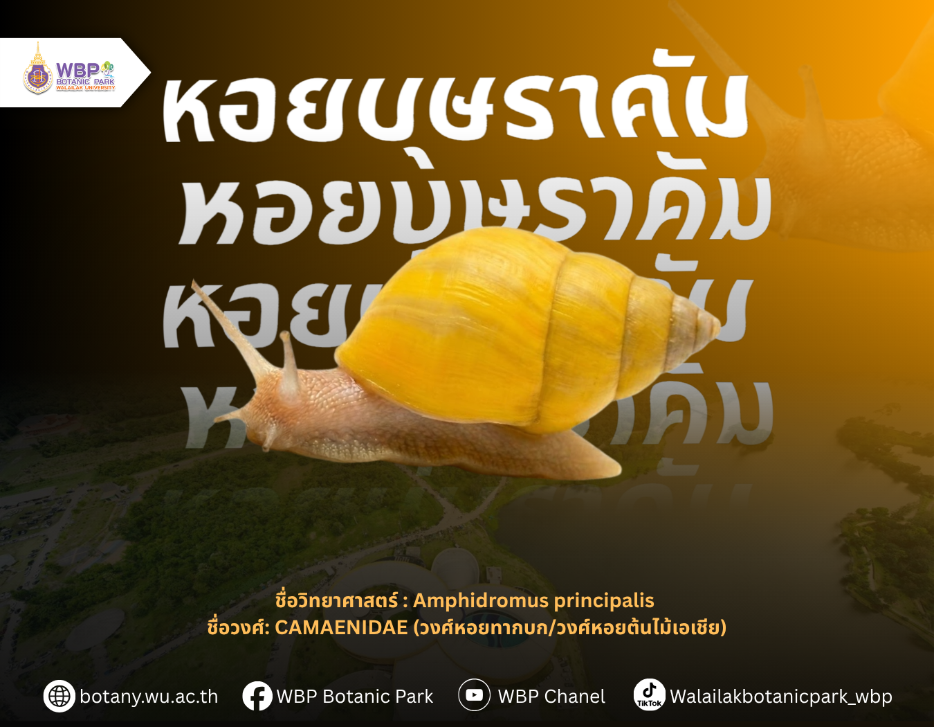 รู้จัก “หอยบุษราคัม” หอยต้นไม้ชนิดใหม่ของโลกจากเกาะกระ จ.นครศรีธรรมราช