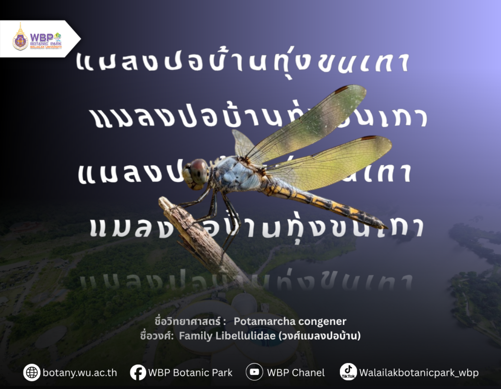 รู้จัก “แมลงปอบ้านทุ่งขนเทา” แมลงปอที่พบเจอได้ในมหาวิทยาลัยวลัยลักษณ์
